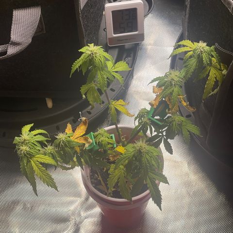Strawberry Pie growlog timeline photo