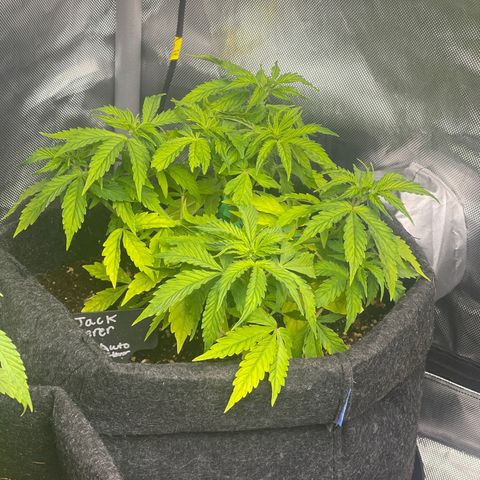 Jack Herer Auto growlog timeline photo