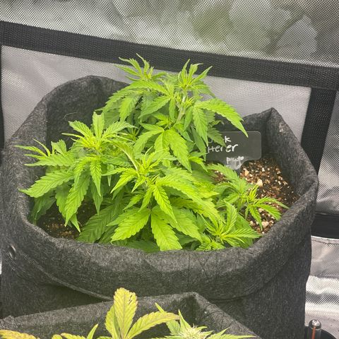 Jack Herer Auto growlog timeline photo