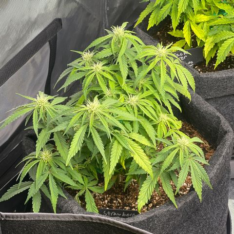Strawberry Pie growlog timeline photo