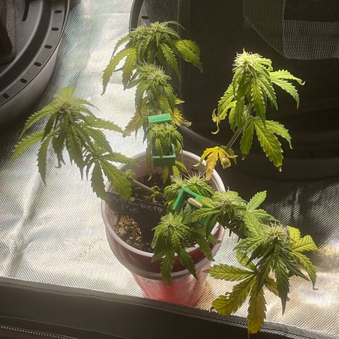 Strawberry Pie growlog timeline photo
