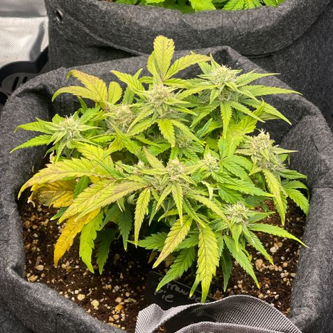 Strawberry Pie growlog timeline photo