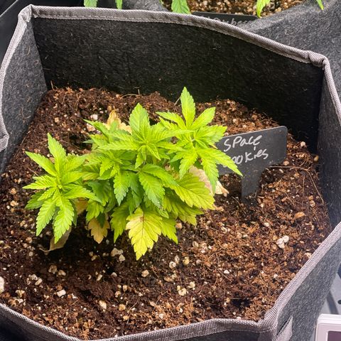 Space Cookies growlog timeline photo