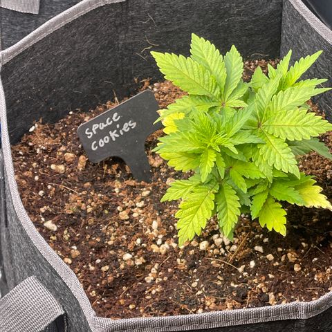 Space Cookies growlog timeline photo