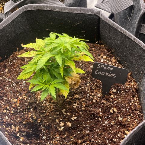 Space Cookies growlog timeline photo