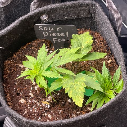 Sour Diesel #2 growlog timeline photo