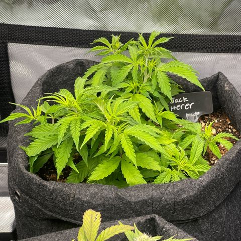 Jack Herer Auto growlog timeline photo