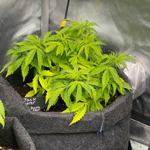 Jack Herer Auto growlog timeline photo