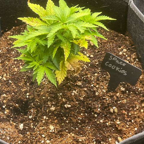 Space Cookies growlog timeline photo