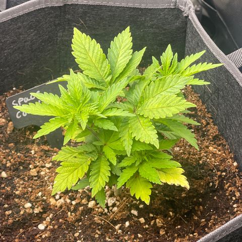 Space Cookies growlog timeline photo