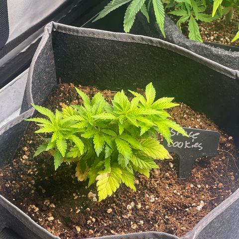Space Cookies growlog timeline photo