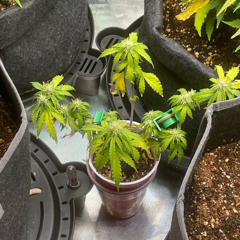 Strawberry Pie growlog timeline photo