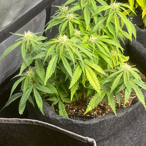 Strawberry Pie growlog timeline photo
