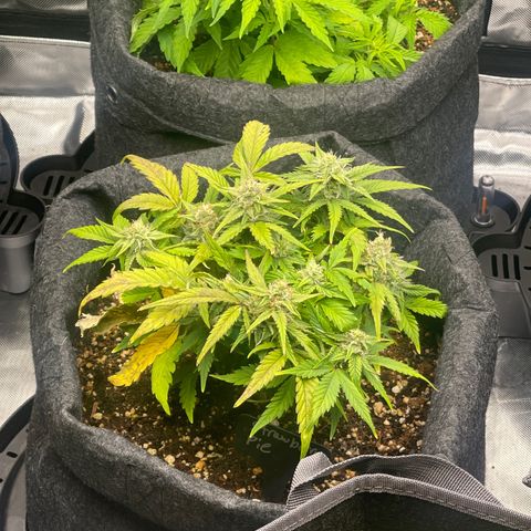Strawberry Pie growlog timeline photo