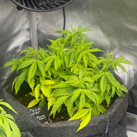 Jack Herer Auto growlog timeline photo