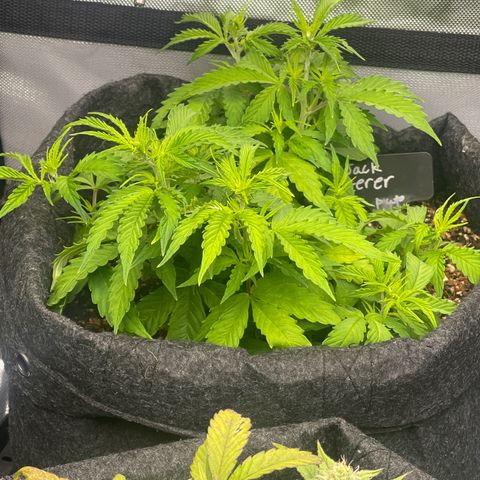 Jack Herer Auto growlog timeline photo