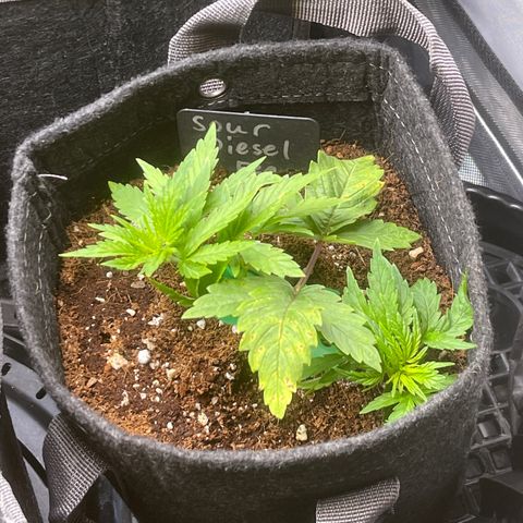 Sour Diesel #2 growlog timeline photo