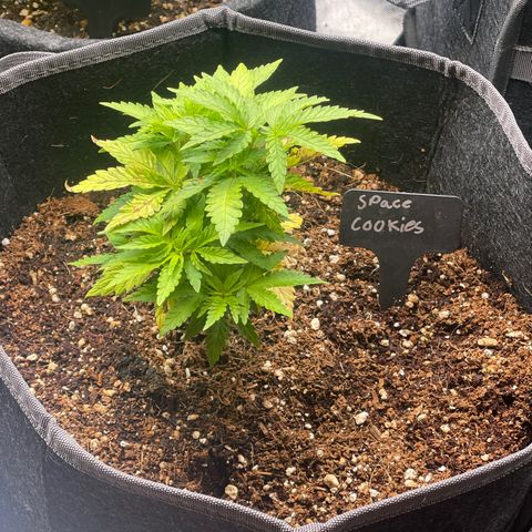 Space Cookies growlog timeline photo