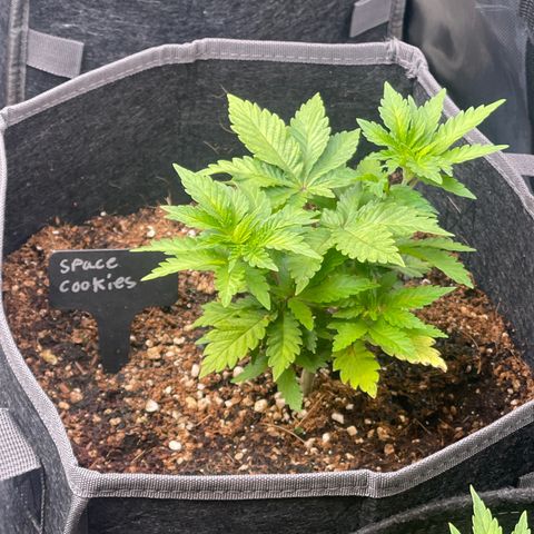 Space Cookies growlog timeline photo