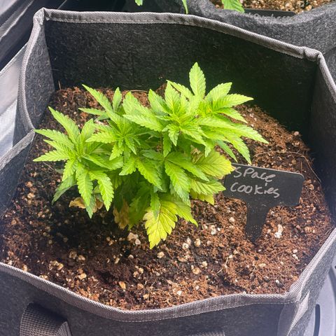 Space Cookies growlog timeline photo