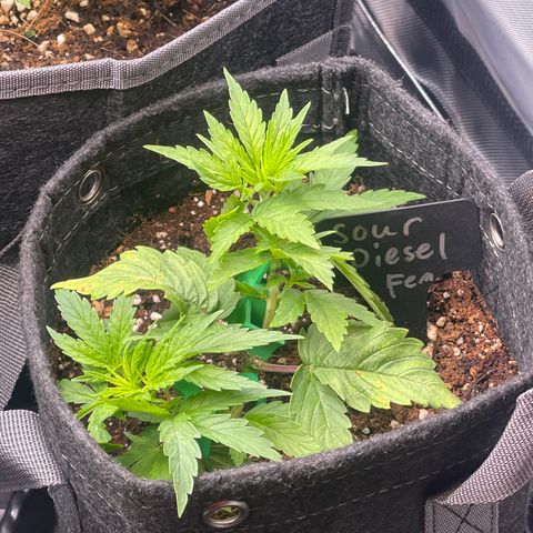 Sour Diesel #2 growlog timeline photo