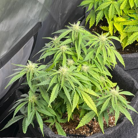 Strawberry Pie growlog timeline photo