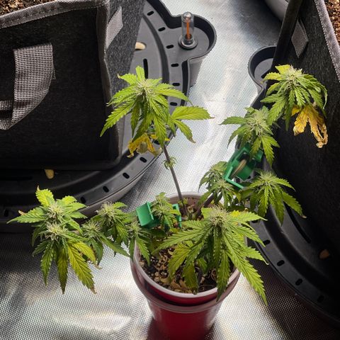 Strawberry Pie growlog timeline photo