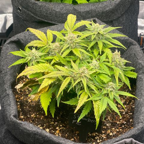 Strawberry Pie growlog timeline photo