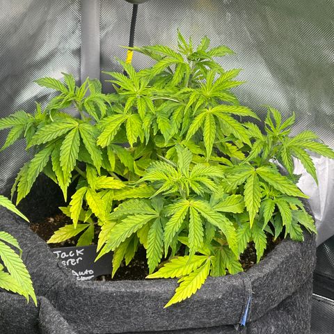 Jack Herer Auto growlog timeline photo