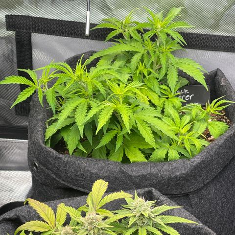 Jack Herer Auto growlog timeline photo