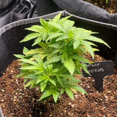 Space Cookies growlog timeline photo