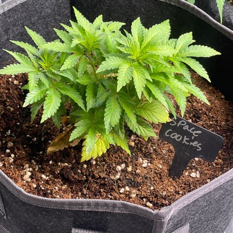 Space Cookies growlog timeline photo