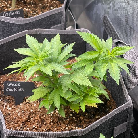 Space Cookies growlog timeline photo