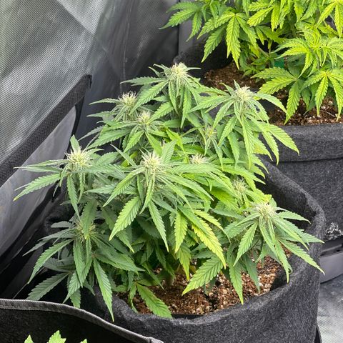 Strawberry Pie growlog timeline photo