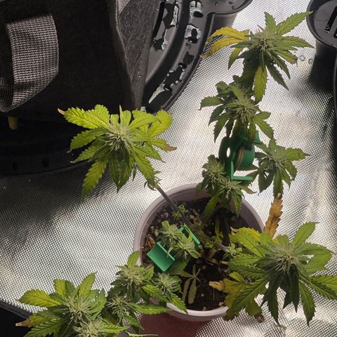Strawberry Pie growlog timeline photo