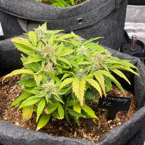 Strawberry Pie growlog timeline photo