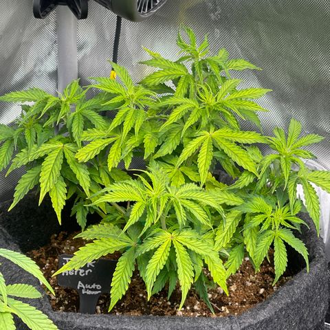 Jack Herer Auto growlog timeline photo