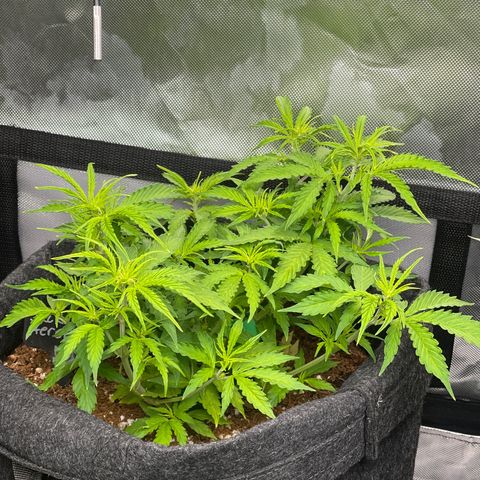 Jack Herer Auto growlog timeline photo
