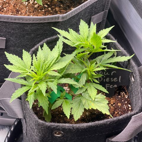 Sour Diesel #2 growlog timeline photo