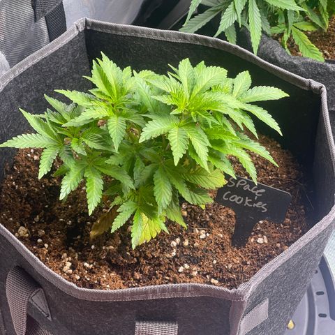 Space Cookies growlog timeline photo