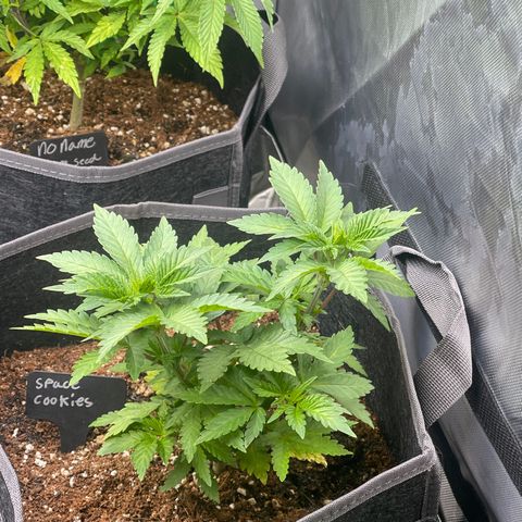 Space Cookies growlog timeline photo
