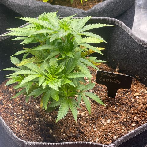 Space Cookies growlog timeline photo
