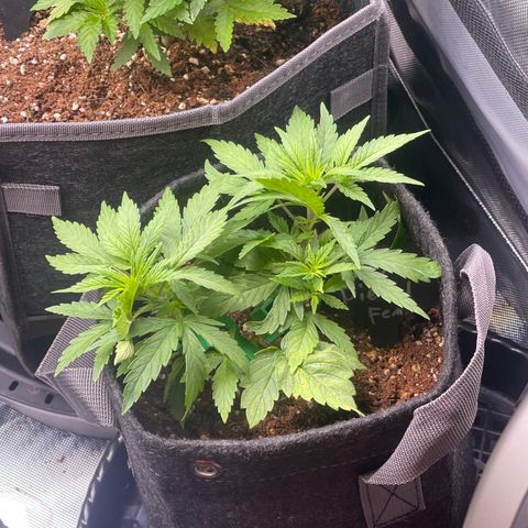 Sour Diesel #2 growlog timeline photo