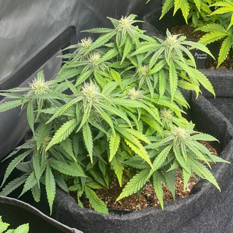 Strawberry Pie growlog timeline photo