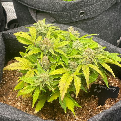 Strawberry Pie growlog timeline photo