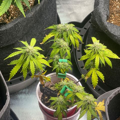 Strawberry Pie growlog timeline photo