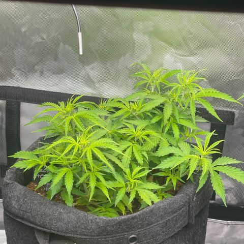 Jack Herer Auto growlog timeline photo