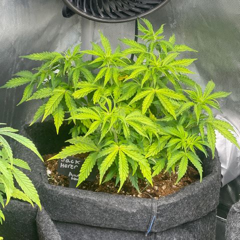 Jack Herer Auto growlog timeline photo