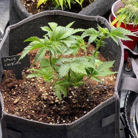 Space Cookies growlog timeline photo
