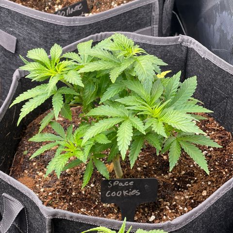 Space Cookies growlog timeline photo